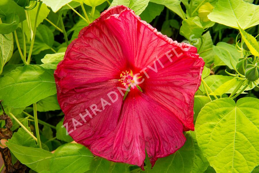 Ibišek bahenní 'Nippon Red' - Hibiscus moscheutos 'Nippon Red'