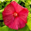 Ibišek bahenní 'Nippon Red' - Hibiscus moscheutos 'Nippon Red'