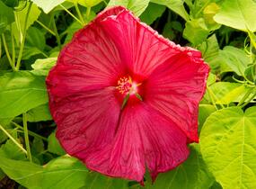 Ibišek bahenní 'Nippon Red' - Hibiscus moscheutos 'Nippon Red'