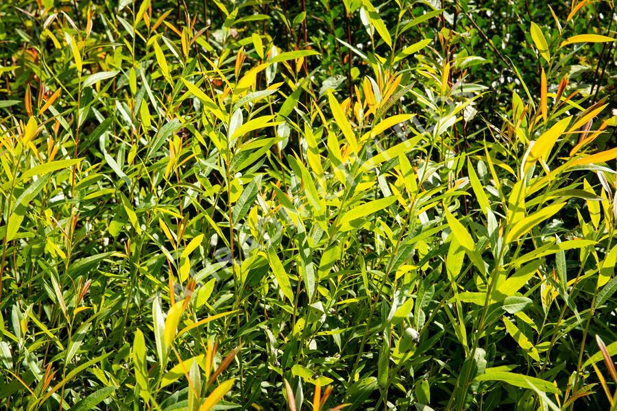 Vrba ojíněná - Salix irrorata