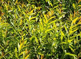 Vrba ojíněná - Salix irrorata