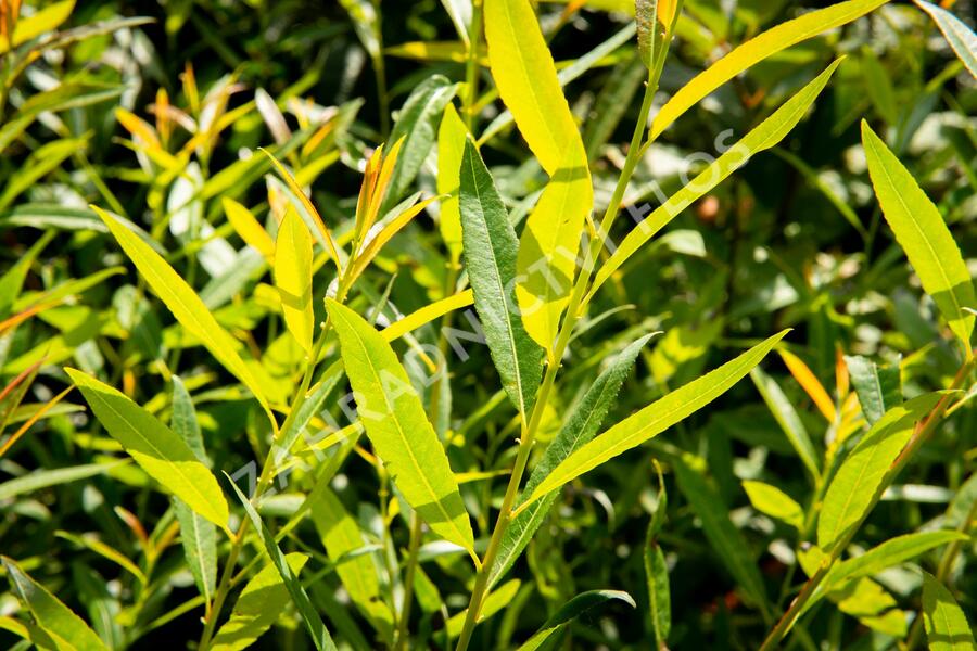 Vrba ojíněná - Salix irrorata