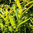 Vrba ojíněná - Salix irrorata