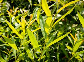 Vrba ojíněná - Salix irrorata