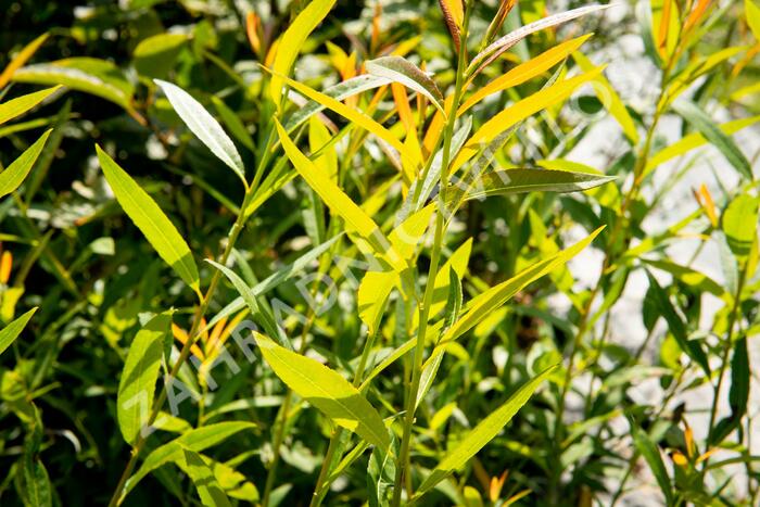 Vrba ojíněná - Salix irrorata