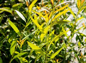 Vrba ojíněná - Salix irrorata