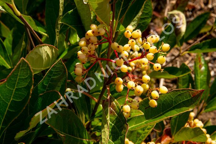 Kalina 'Pink Beauty' - Viburnum nudum 'Pink Beauty'
