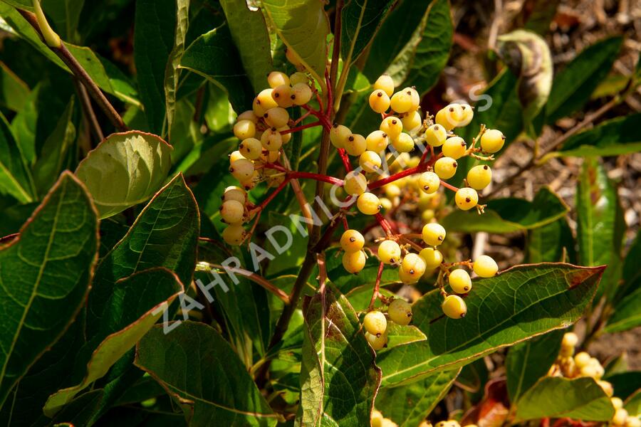 Kalina 'Pink Beauty' - Viburnum nudum 'Pink Beauty'
