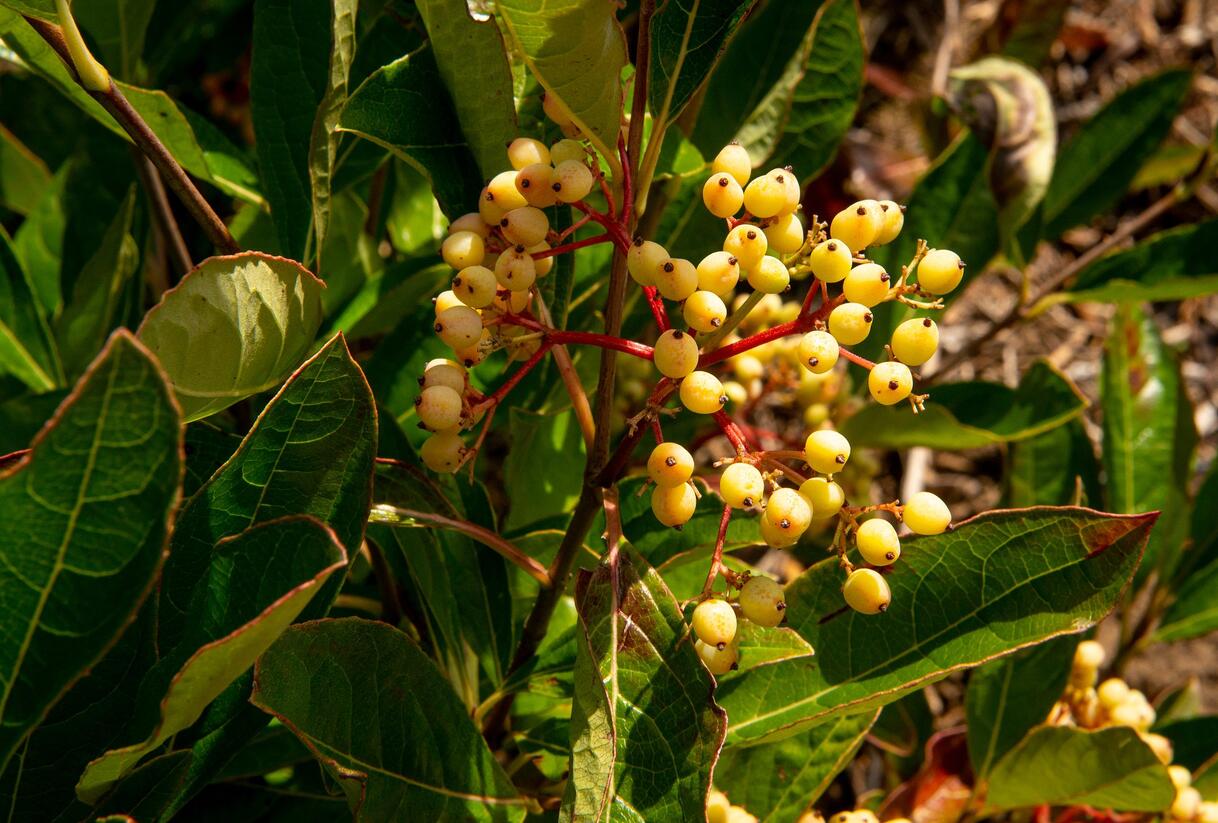 Kalina 'Pink Beauty' - Viburnum nudum 'Pink Beauty'