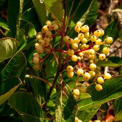 Kalina 'Pink Beauty' - Viburnum nudum 'Pink Beauty'