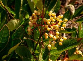 Kalina 'Pink Beauty' - Viburnum nudum 'Pink Beauty'