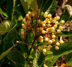 Kalina 'Pink Beauty' - Viburnum nudum 'Pink Beauty'