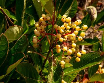 Kalina 'Pink Beauty'