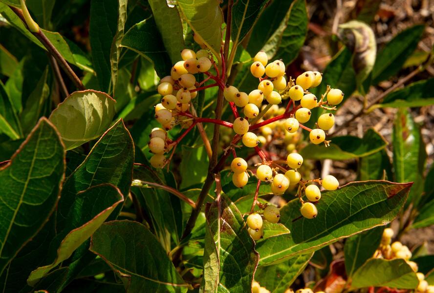 Kalina 'Pink Beauty' - Viburnum nudum 'Pink Beauty'