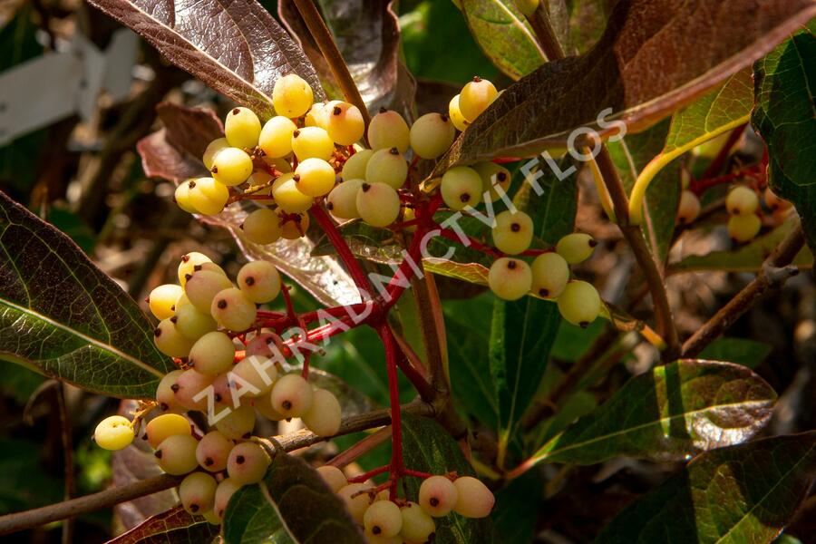 Kalina 'Pink Beauty' - Viburnum nudum 'Pink Beauty'