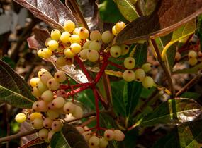 Kalina 'Pink Beauty' - Viburnum nudum 'Pink Beauty'