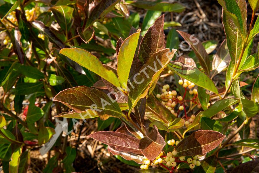 Kalina 'Pink Beauty' - Viburnum nudum 'Pink Beauty'