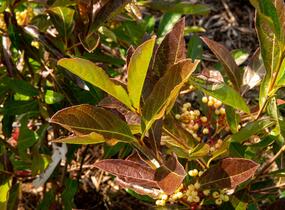 Kalina 'Pink Beauty' - Viburnum nudum 'Pink Beauty'