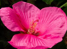 Ibišek bahenní Mix - Hibiscus moscheutos Mix