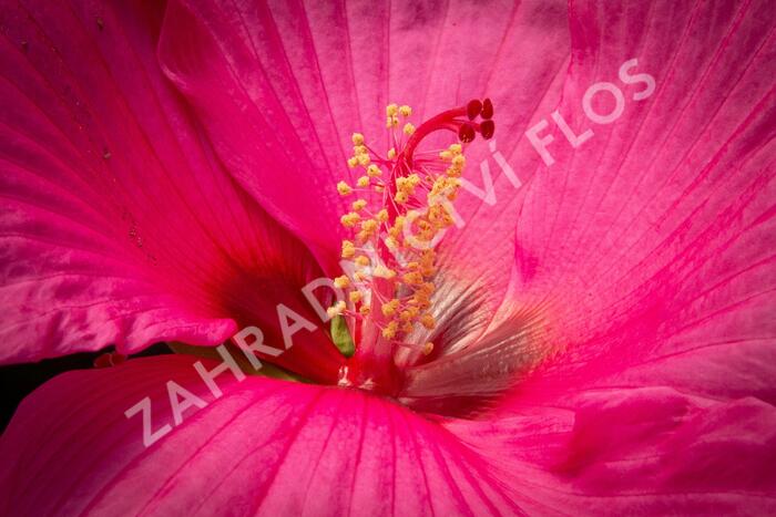 Ibišek bahenní Mix - Hibiscus moscheutos Mix