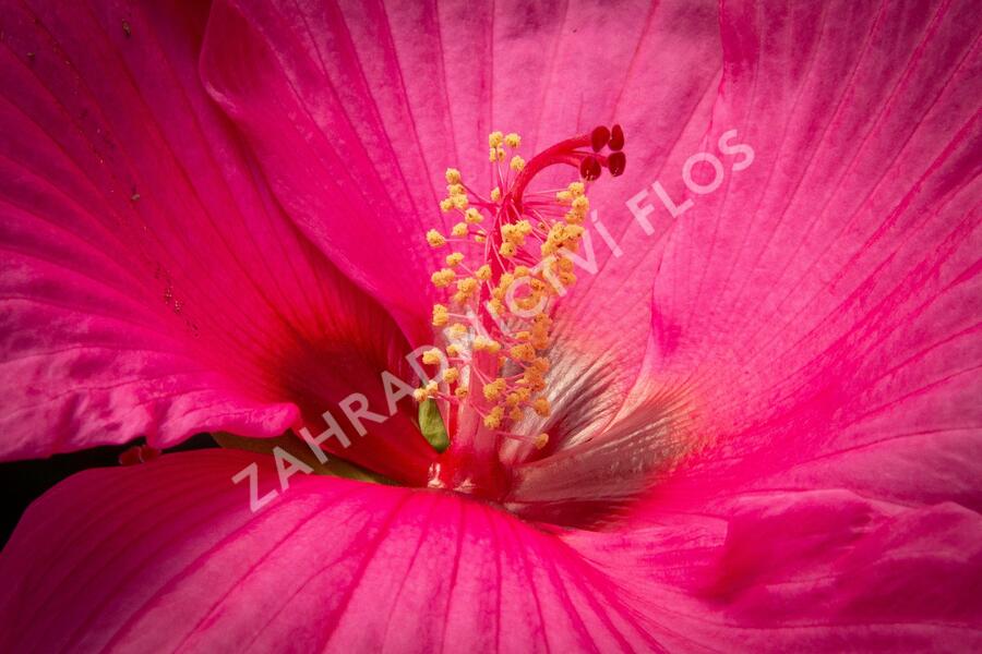 Ibišek bahenní Mix - Hibiscus moscheutos Mix