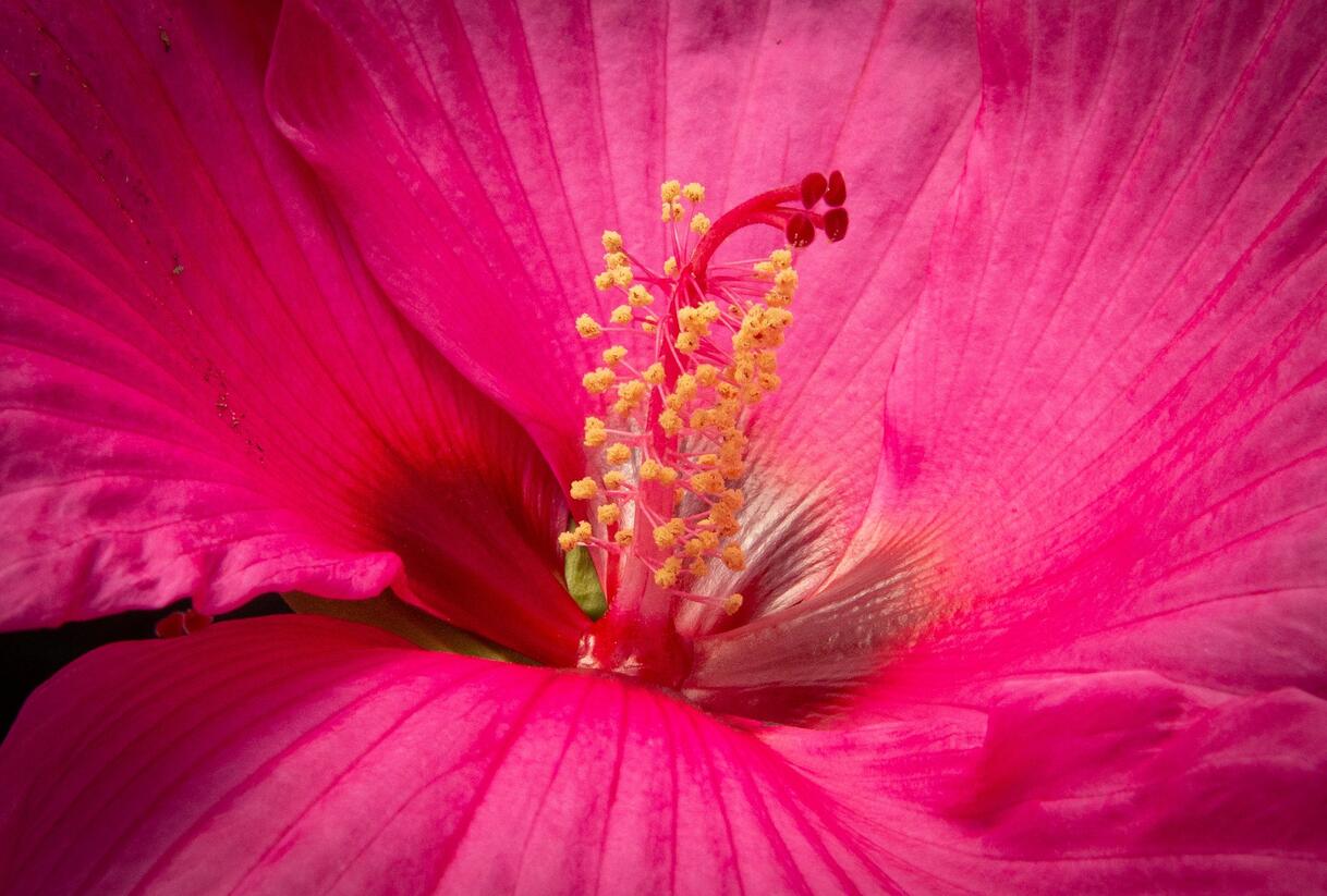 Ibišek bahenní Mix - Hibiscus moscheutos Mix