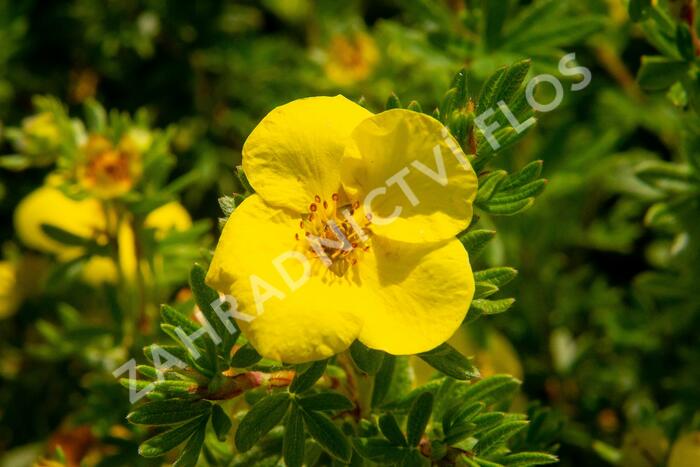 Mochna křovitá - Potentilla fruticosa