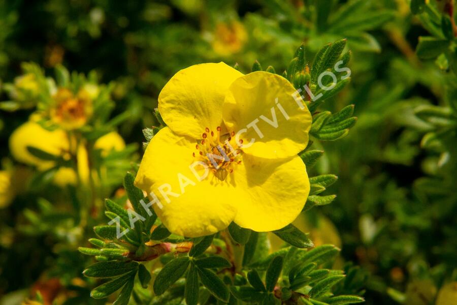 Mochna křovitá - Potentilla fruticosa