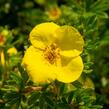 Mochna křovitá - Potentilla fruticosa