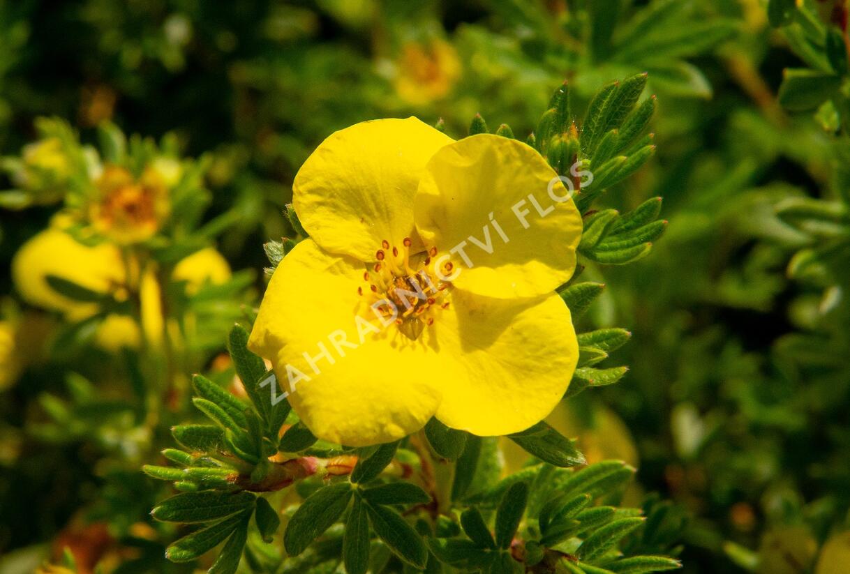 Mochna křovitá - Potentilla fruticosa