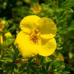 Mochna křovitá - Potentilla fruticosa