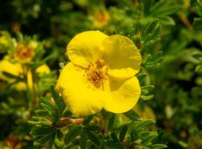 Mochna křovitá - Potentilla fruticosa
