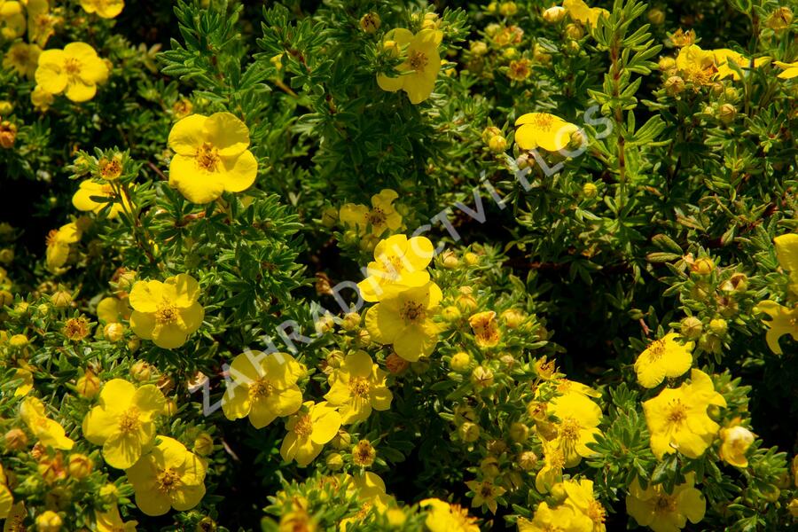 Mochna křovitá - Potentilla fruticosa