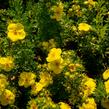 Mochna křovitá - Potentilla fruticosa