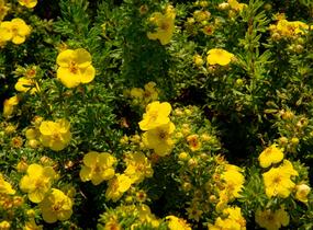 Mochna křovitá - Potentilla fruticosa