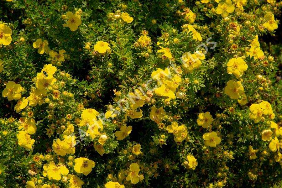 Mochna křovitá - Potentilla fruticosa
