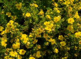 Mochna křovitá - Potentilla fruticosa