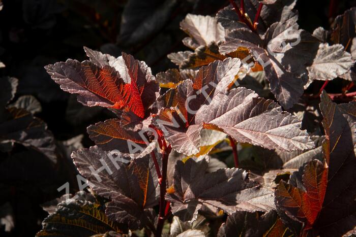 Tavola kalinolistá 'Red Esquire' - Physocarpus opulifolius 'Red Esquire'