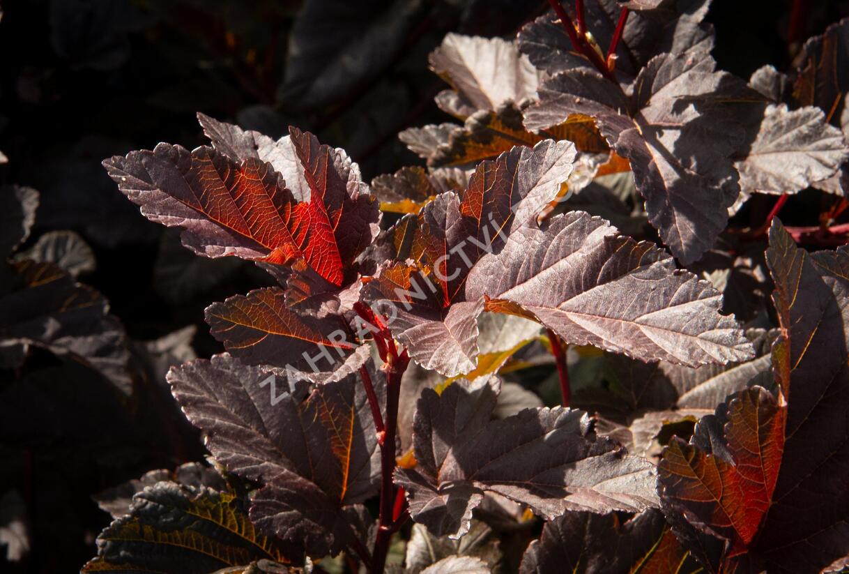 Tavola kalinolistá 'Red Esquire' - Physocarpus opulifolius 'Red Esquire'