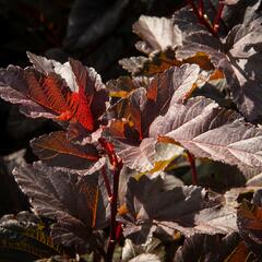 Tavola kalinolistá 'Red Esquire' - Physocarpus opulifolius 'Red Esquire'