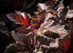 Tavola kalinolistá 'Red Esquire' - Physocarpus opulifolius 'Red Esquire'