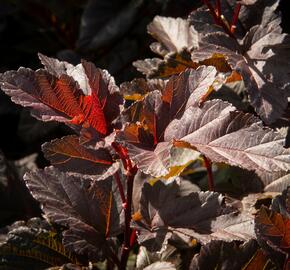 Tavola kalinolistá 'Red Esquire' - Physocarpus opulifolius 'Red Esquire'