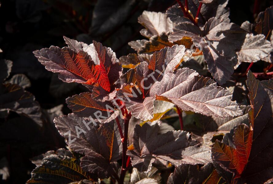 Tavola kalinolistá 'Red Esquire' - Physocarpus opulifolius 'Red Esquire'