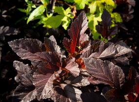 Tavola kalinolistá 'Red Esquire' - Physocarpus opulifolius 'Red Esquire'