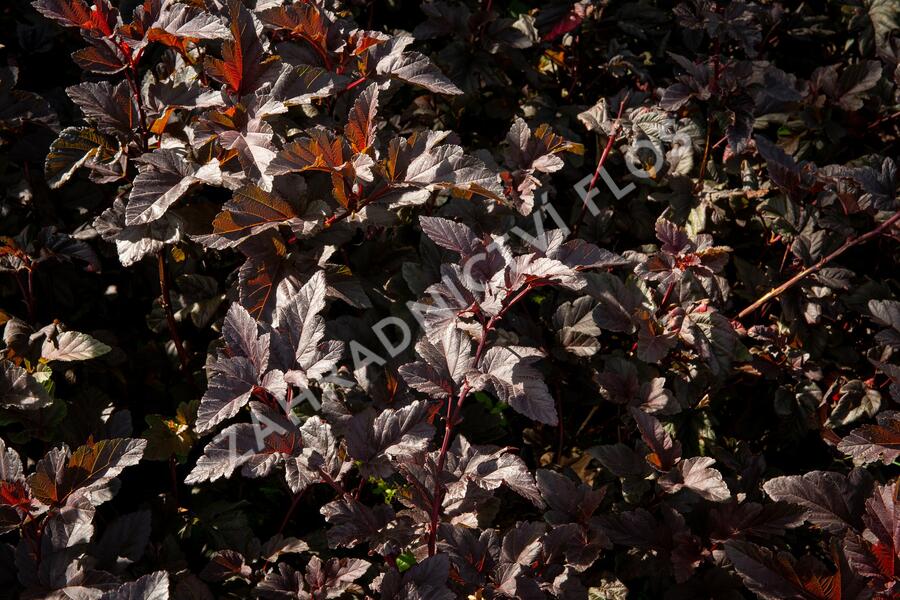 Tavola kalinolistá 'Red Esquire' - Physocarpus opulifolius 'Red Esquire'