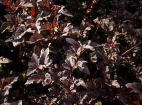 Tavola kalinolistá 'Red Esquire' - Physocarpus opulifolius 'Red Esquire'