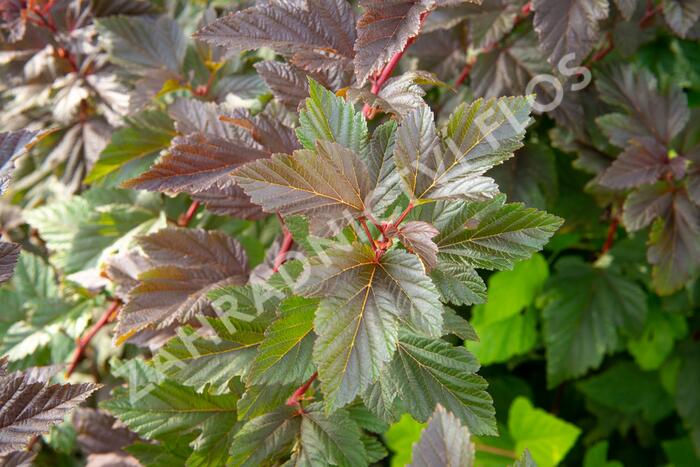Tavola kalinolistá 'Schuch' - Physocarpus opulifolius 'Schuch'