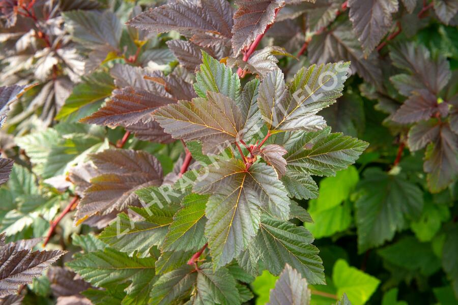 Tavola kalinolistá 'Schuch' - Physocarpus opulifolius 'Schuch'