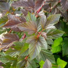 Tavola kalinolistá 'Schuch' - Physocarpus opulifolius 'Schuch'