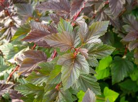 Tavola kalinolistá 'Schuch' - Physocarpus opulifolius 'Schuch'